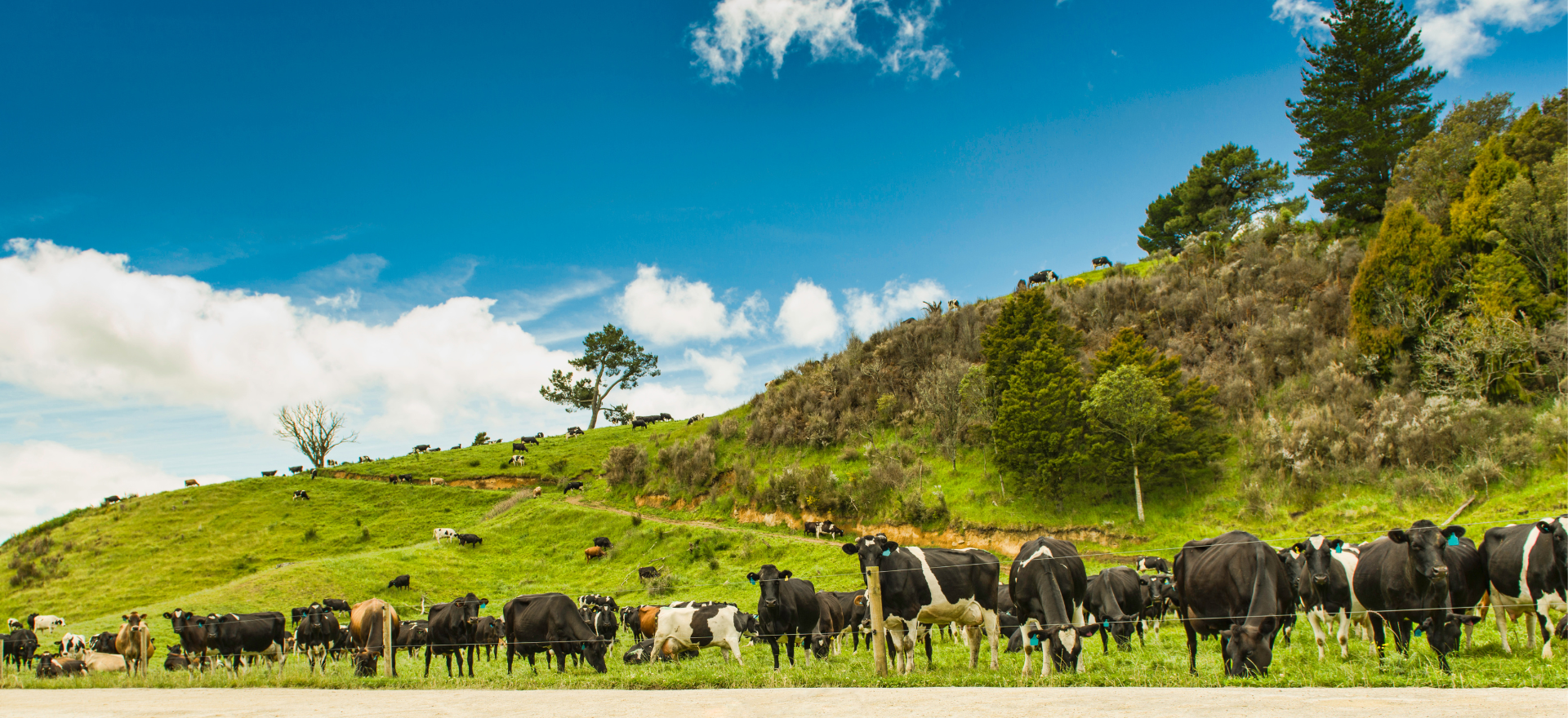 Securing reliable access to a high-value global commodity for Global Dairy Trade