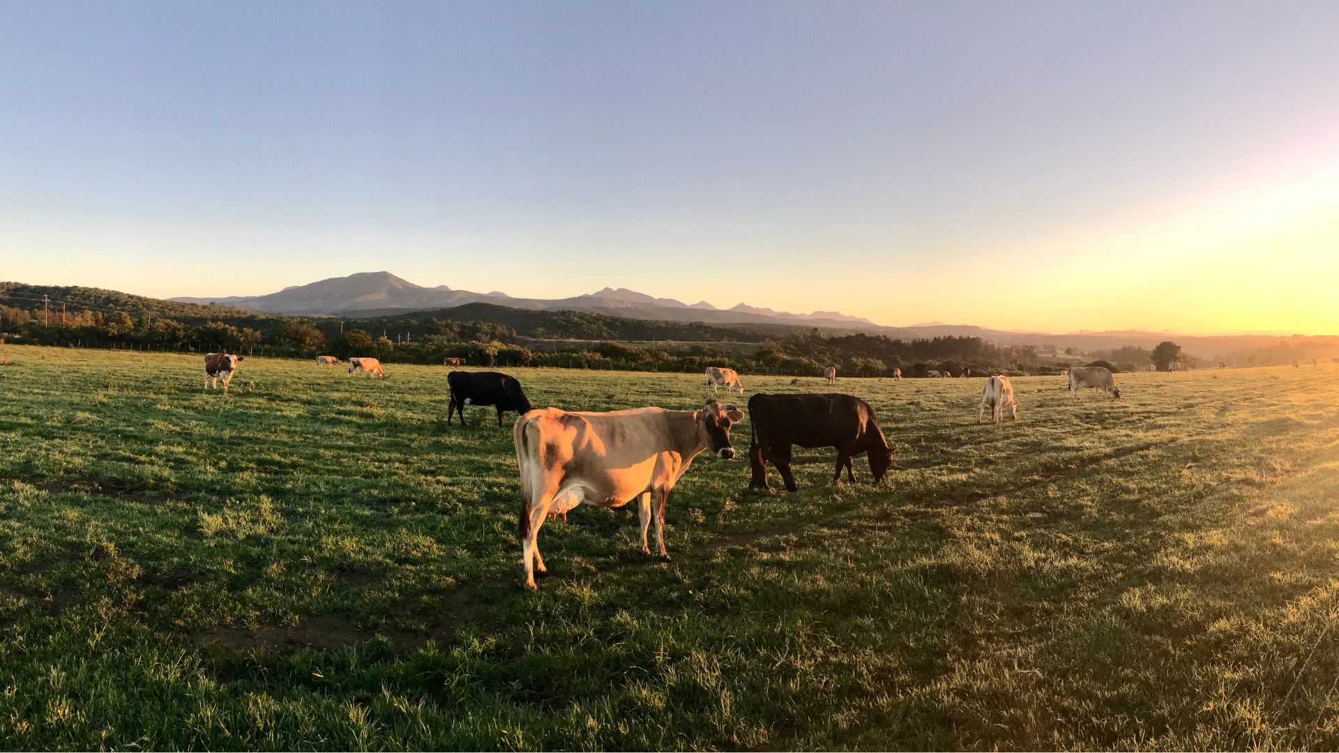 Trading in real time for Global Dairy Trade
